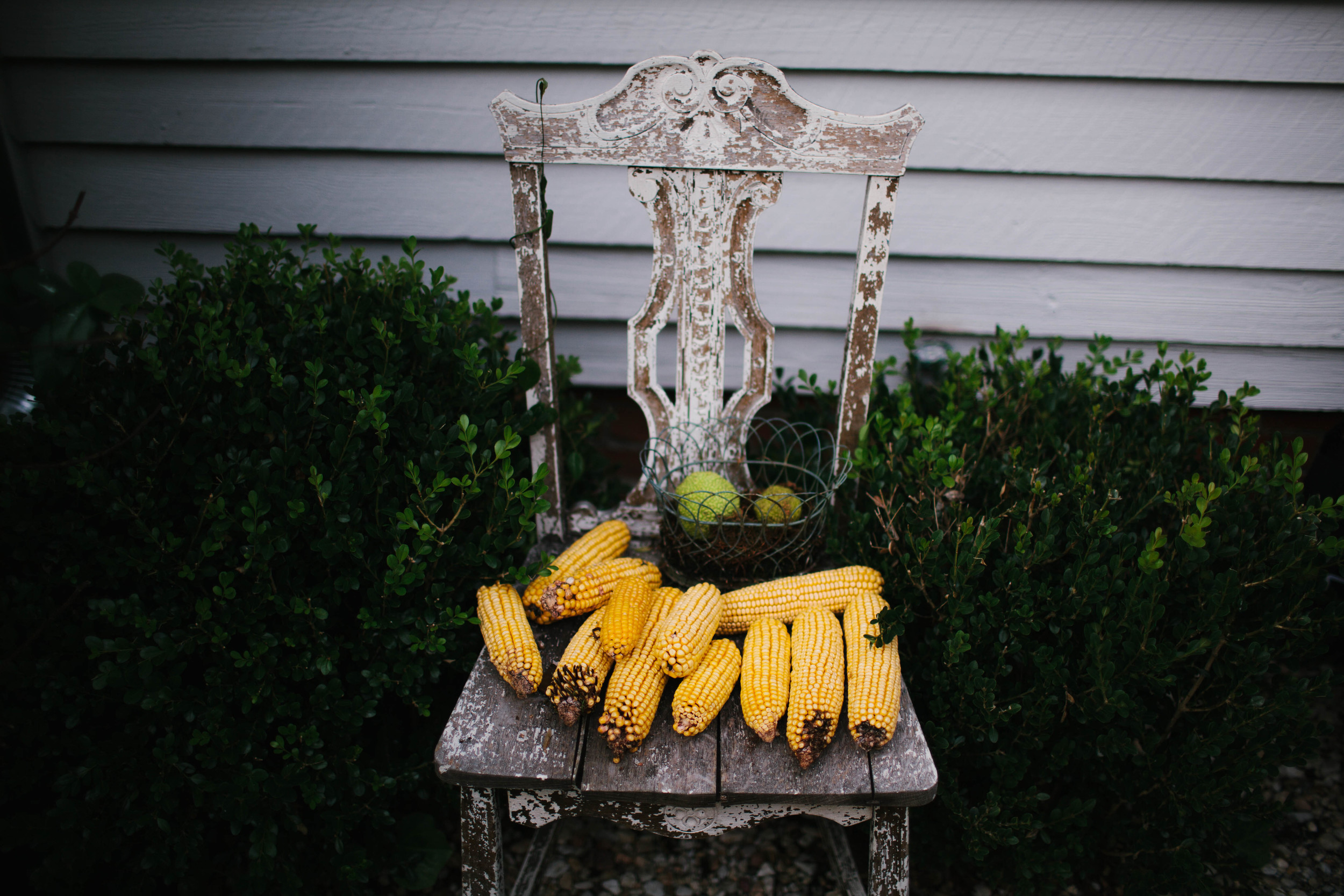 manzanitaphoto31193.JPG