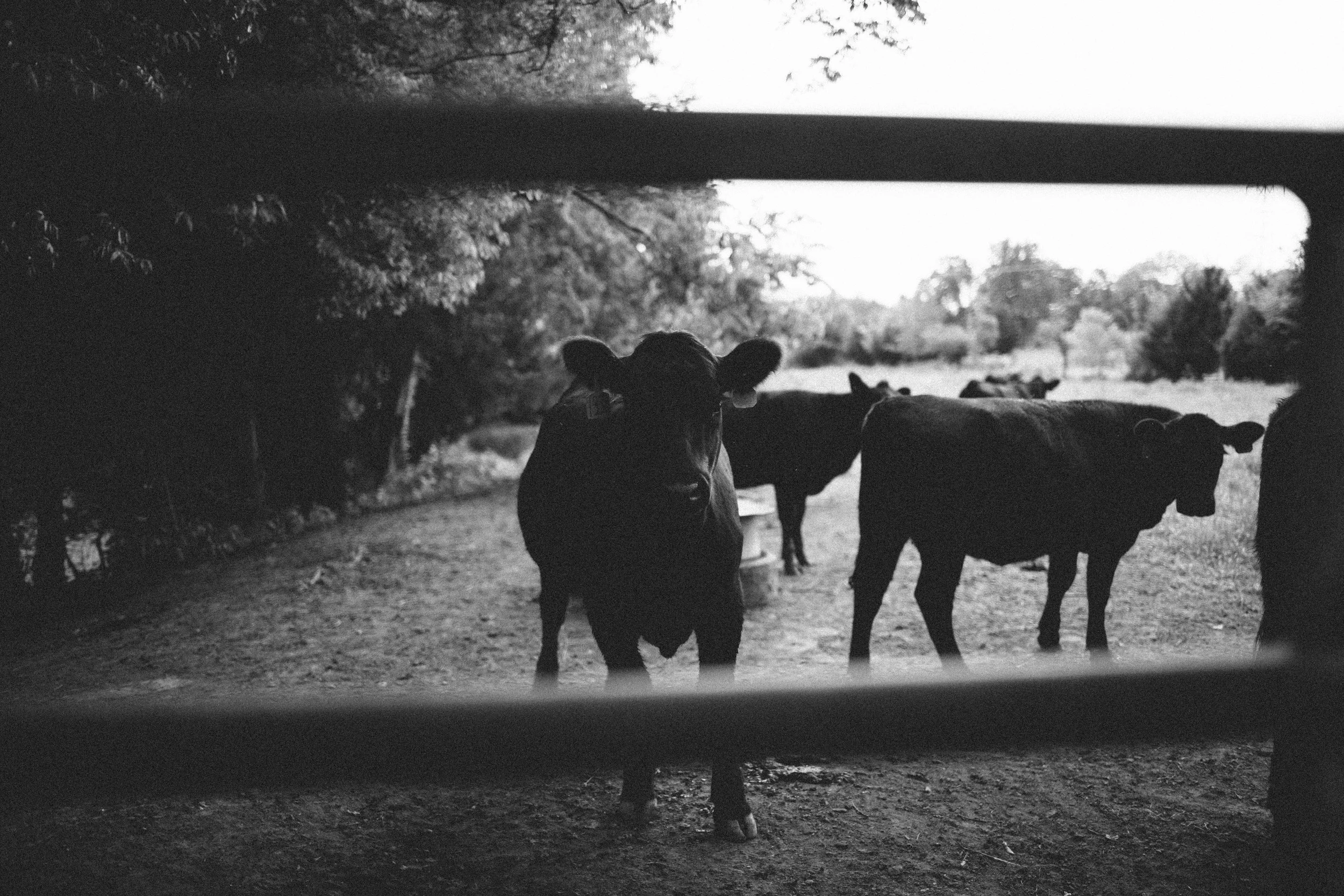manzanitaphoto38344.JPG