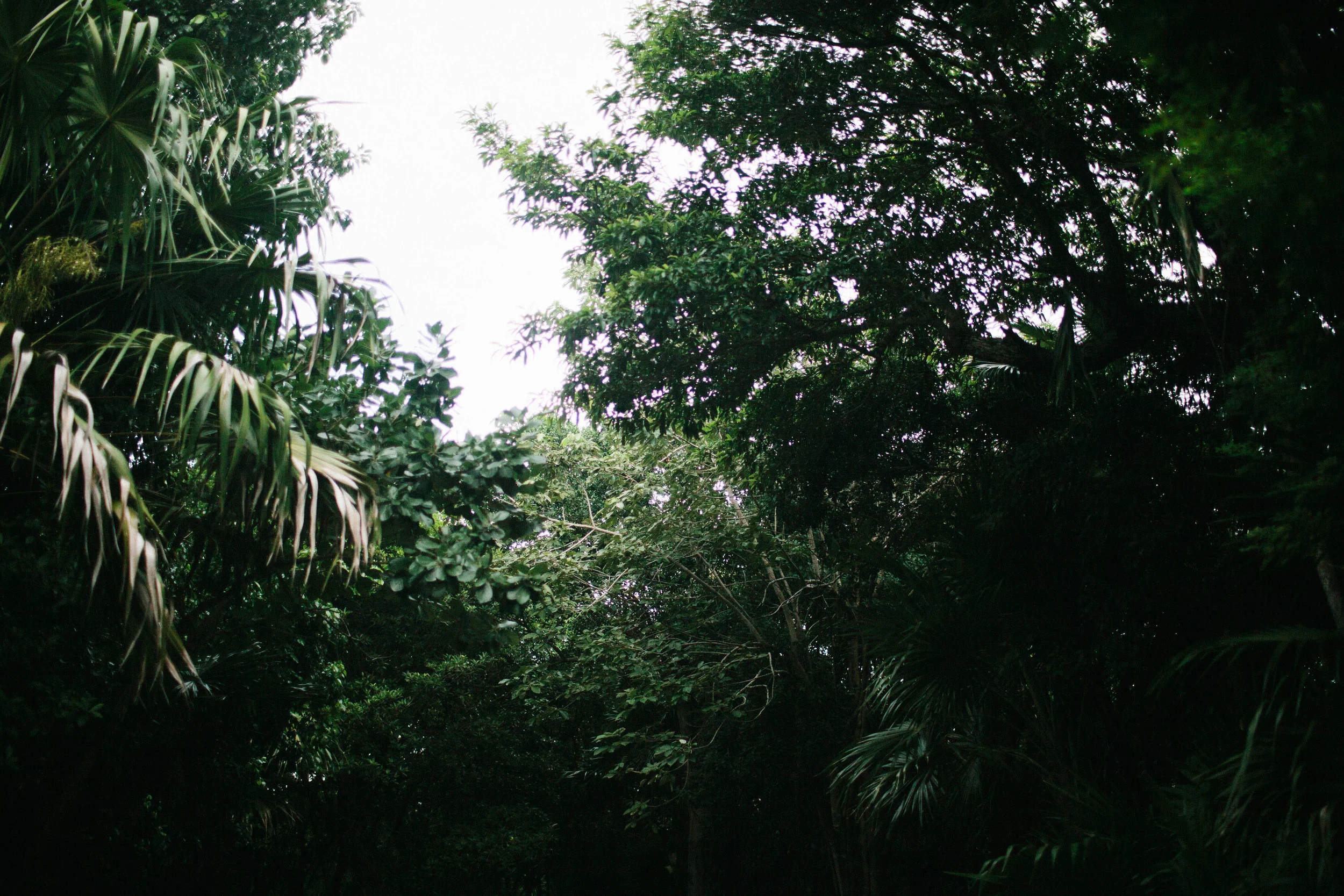 toblogmanzanitaphoto9022.JPG