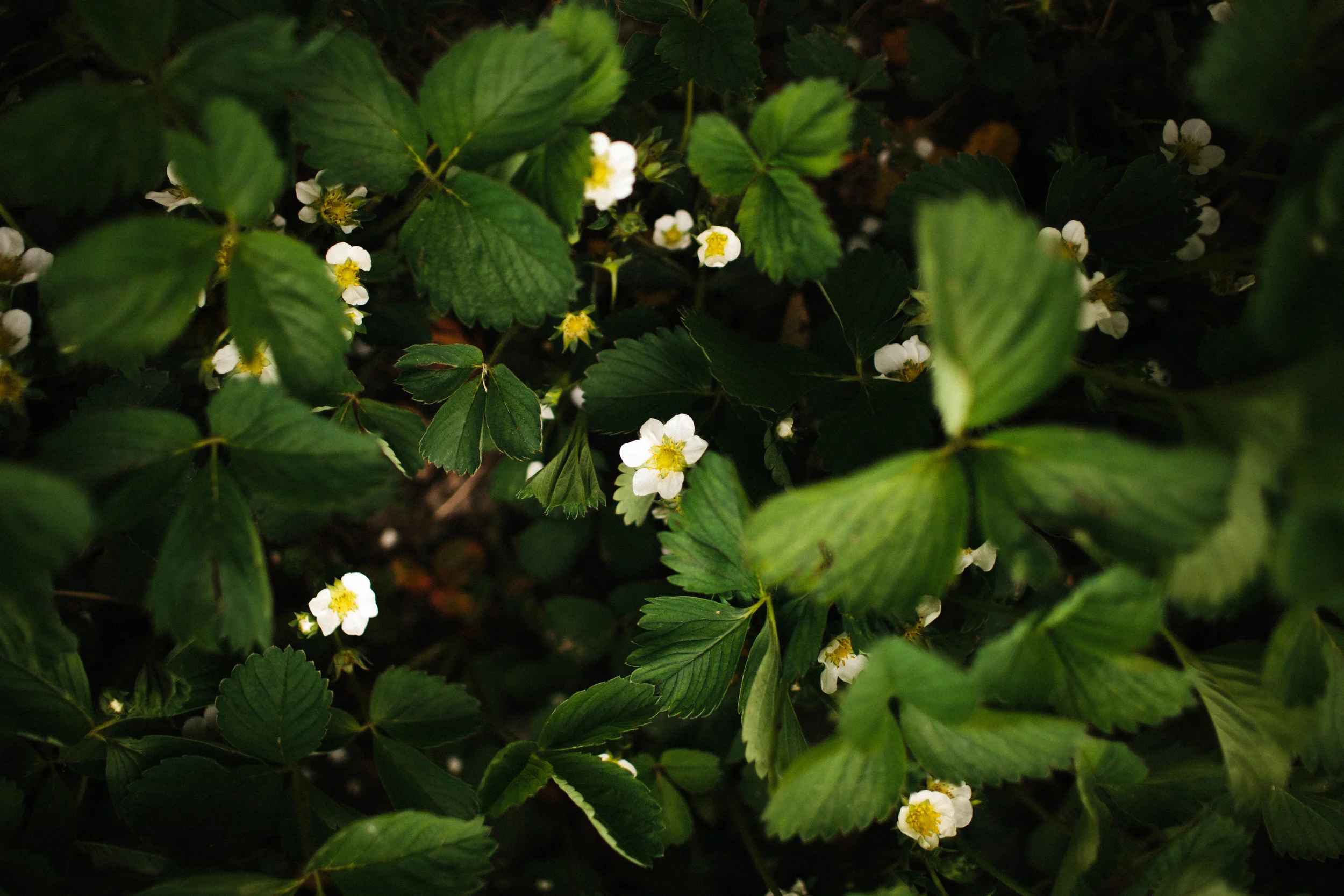 manzanitaphoto16.JPG