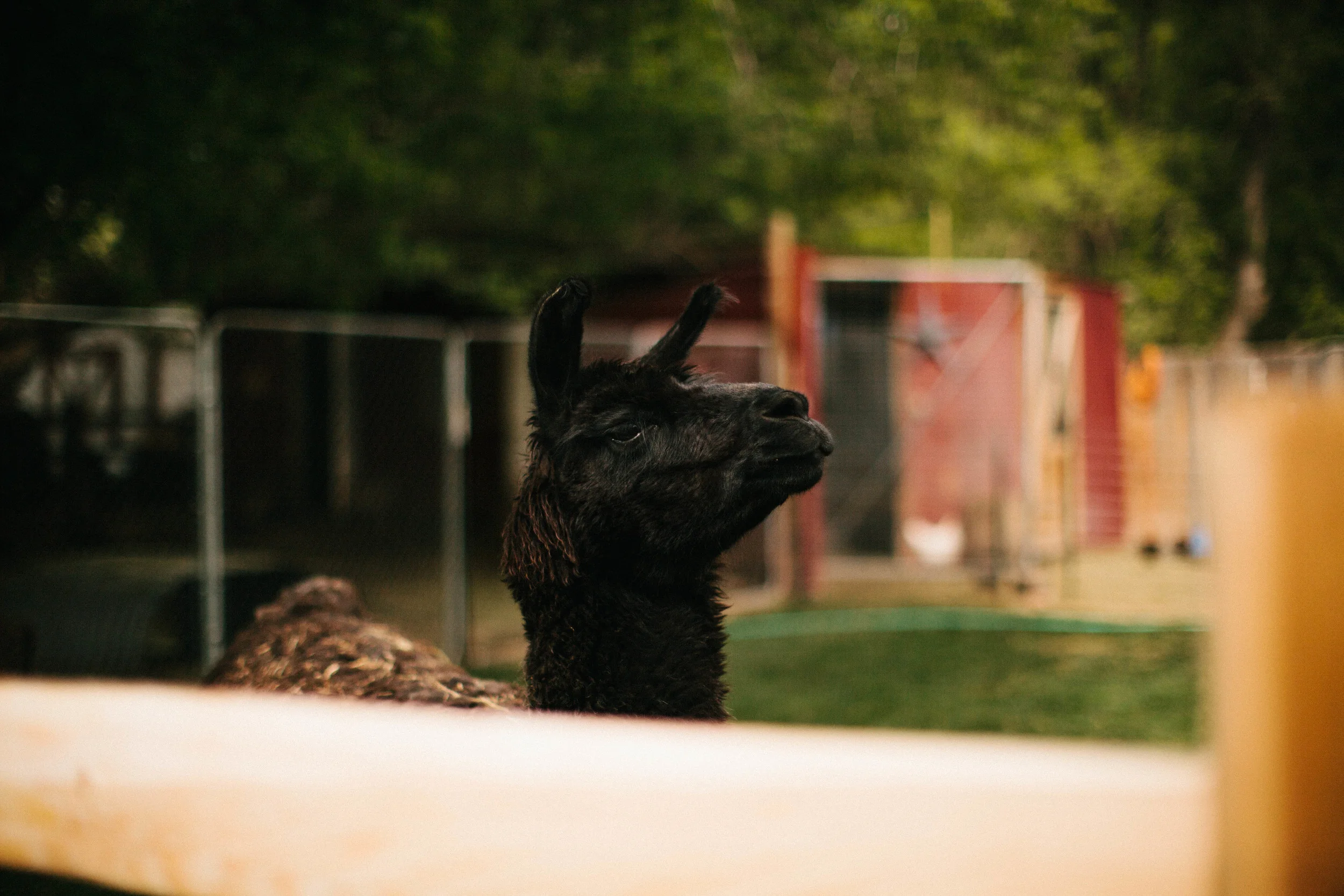 manzanitaphoto64.JPG