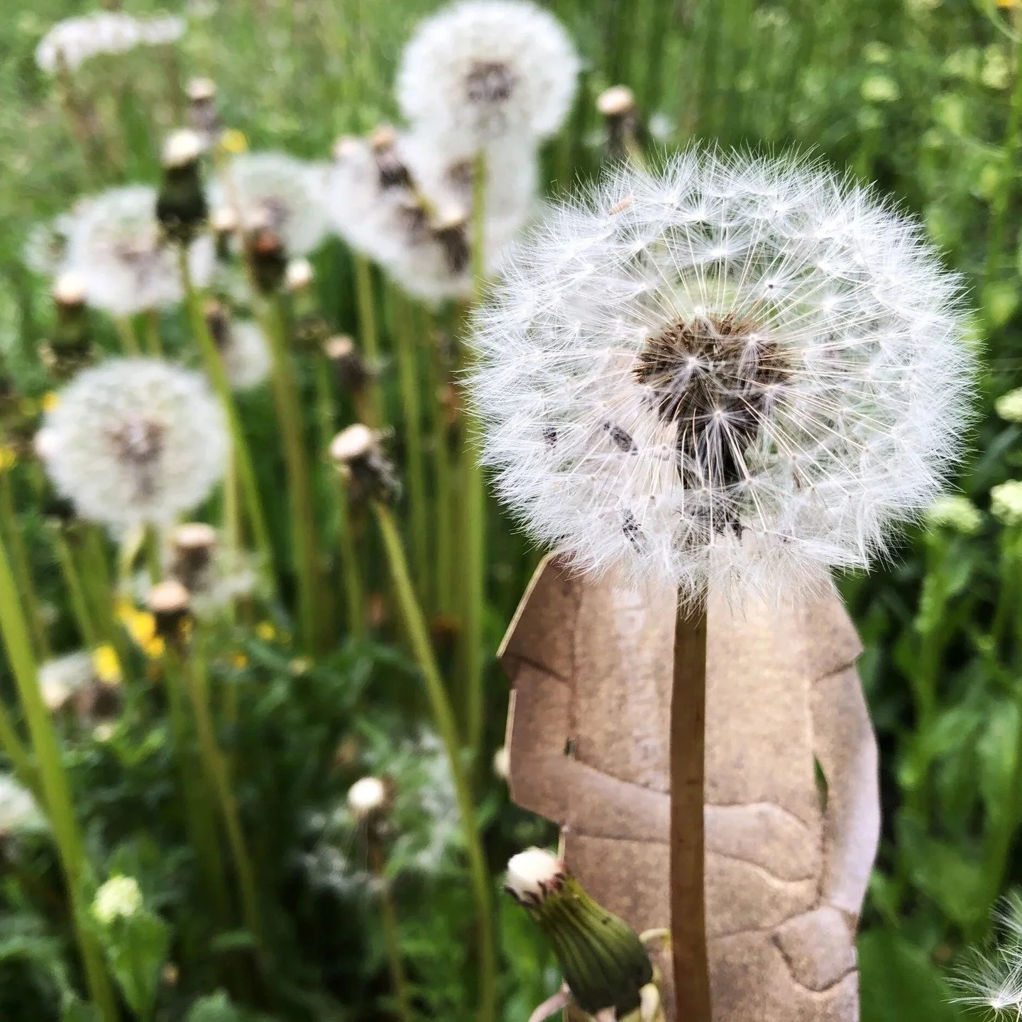 I've been rooting through my website and finding projects I had forgotten all about. How does that happen? I had finished a series I called Sunday Study, where I took pictures of some of my paper media/tools displayed in the forest. I still like quit