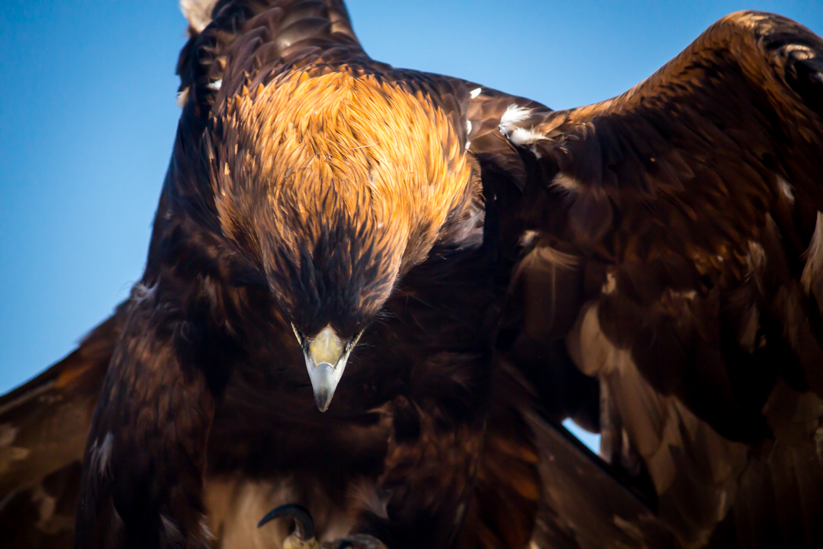 Golden Eagle
