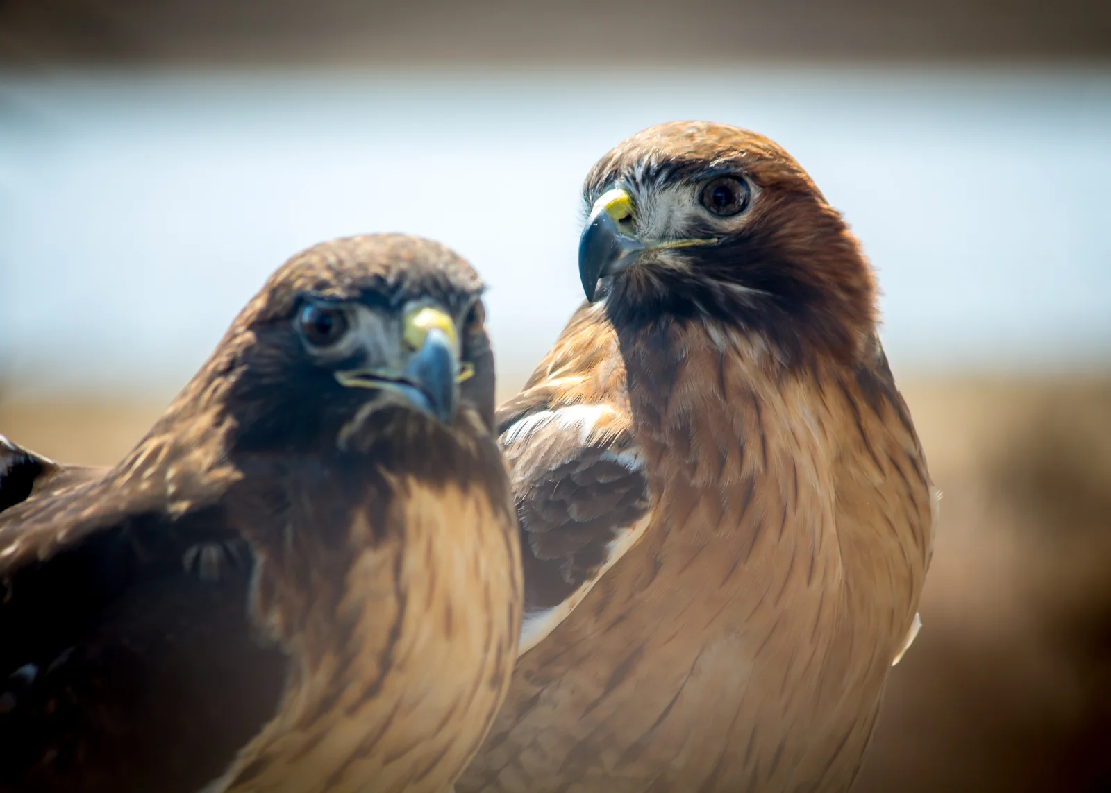 Red Tails