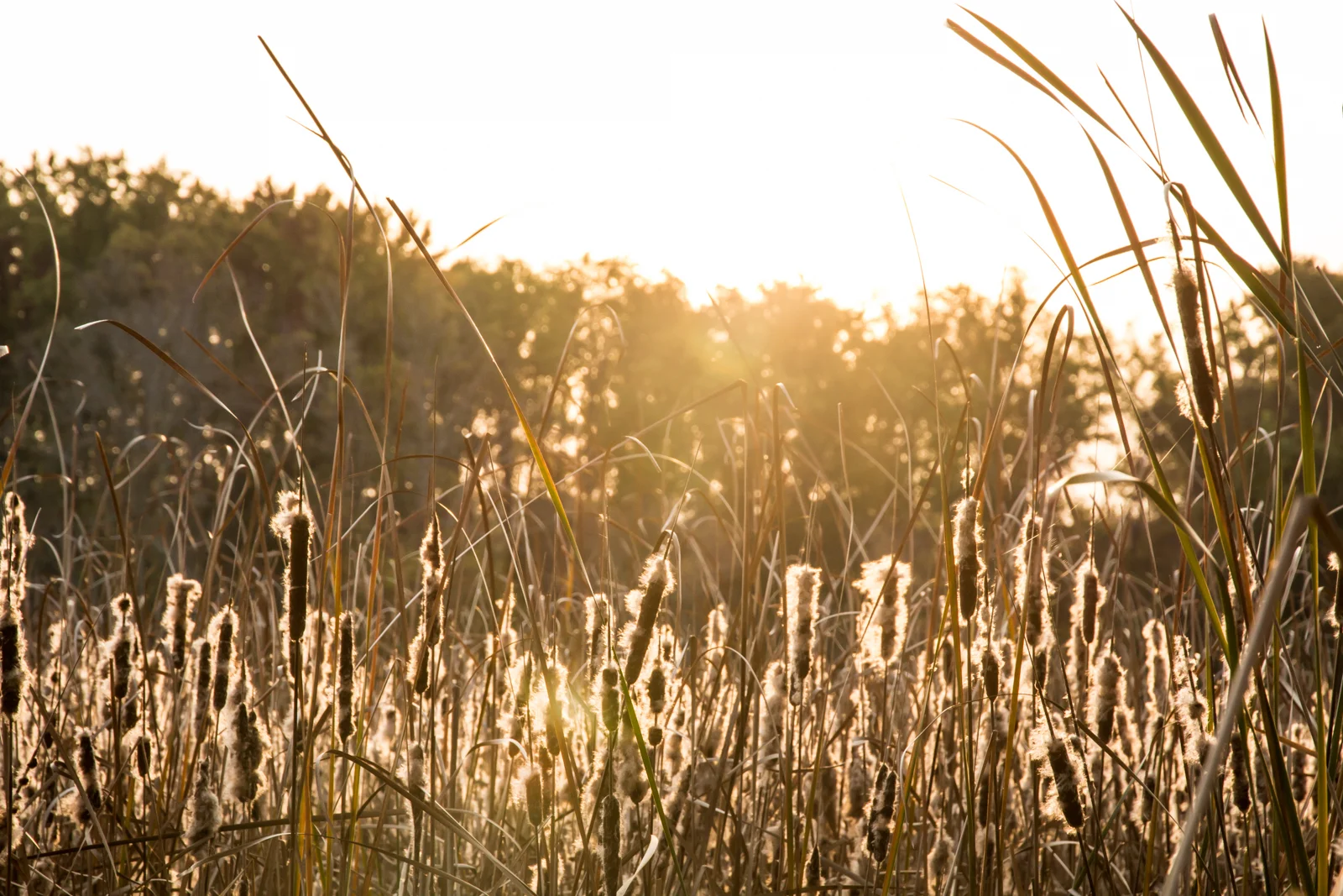 Cattails in Autumn