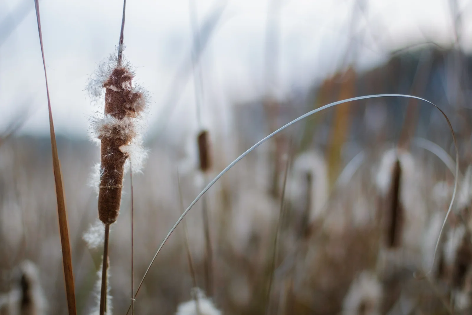 Going to Seed