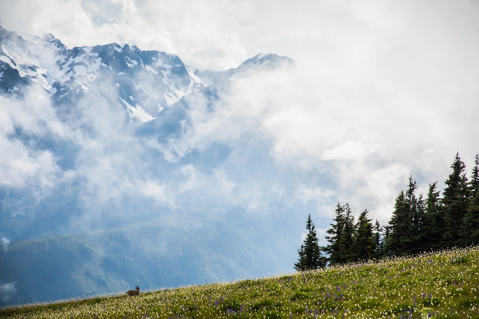 Hurricane Ridge