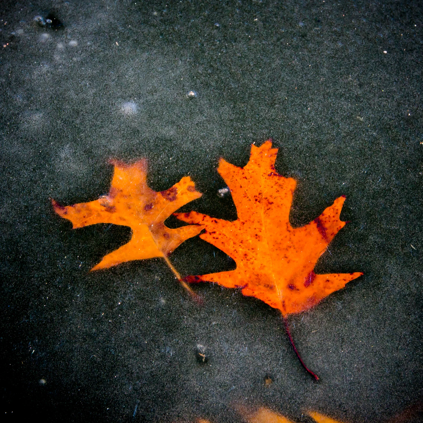 Under Ice