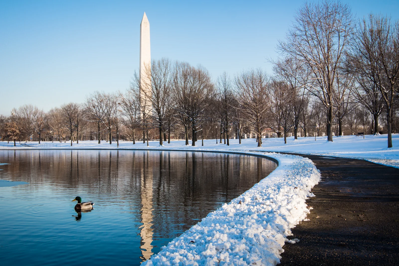 Washington Monument with Duck