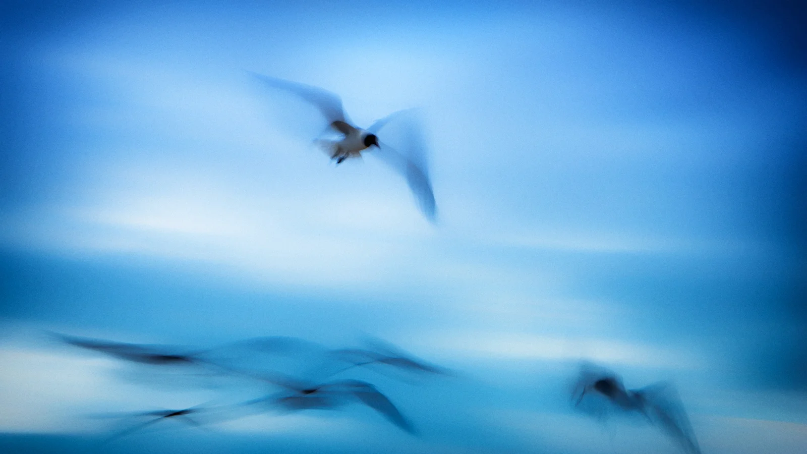 Gulls in Motion