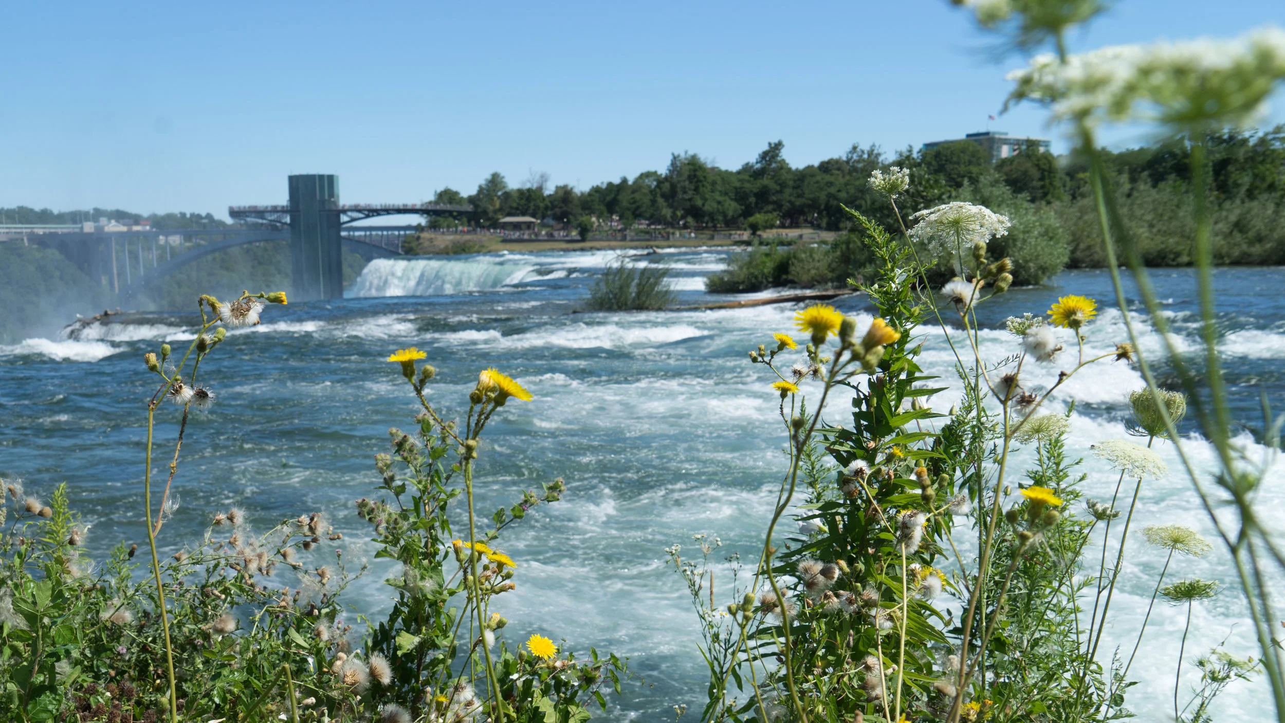 Wildflowers at Niagara