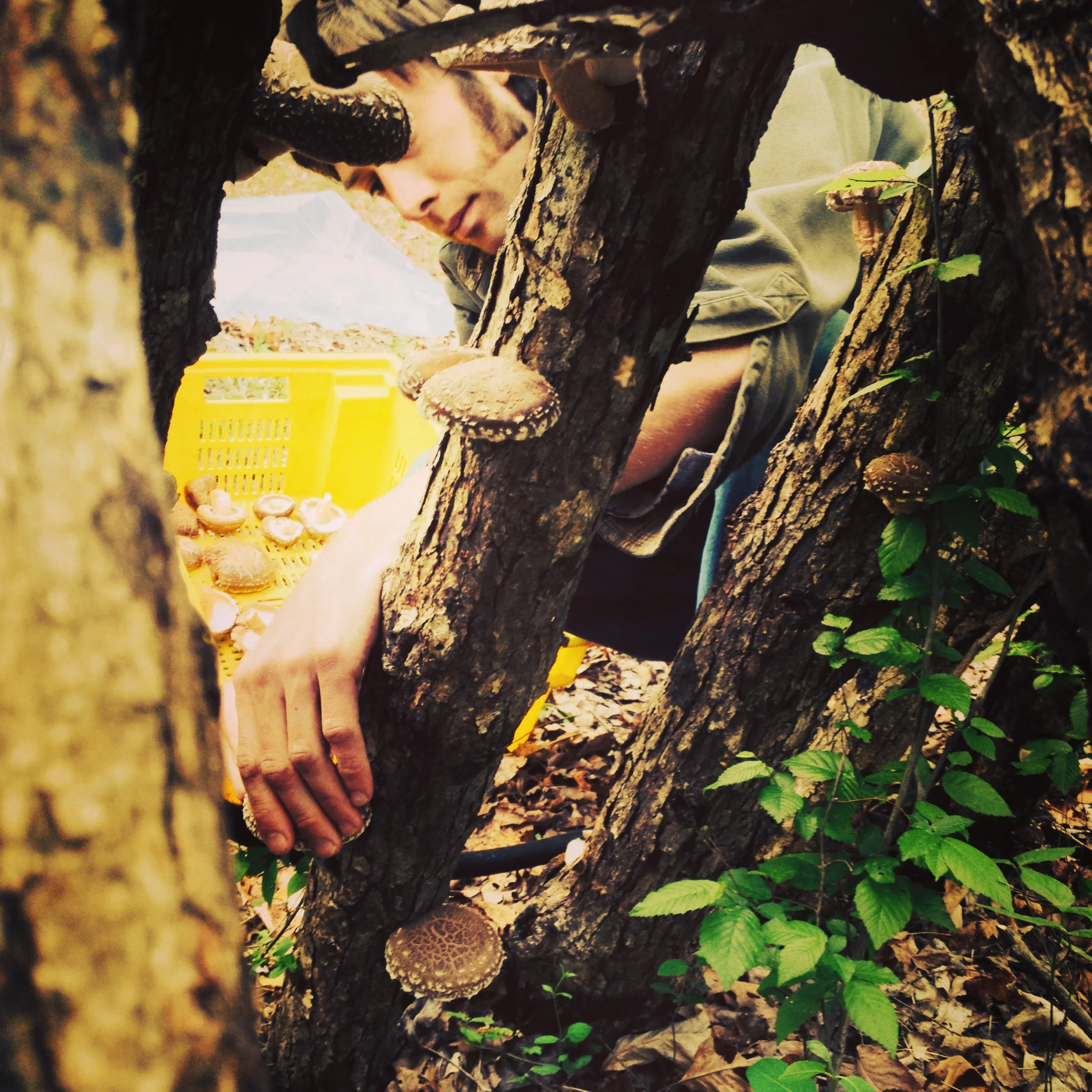 worth harvesting shiitakes