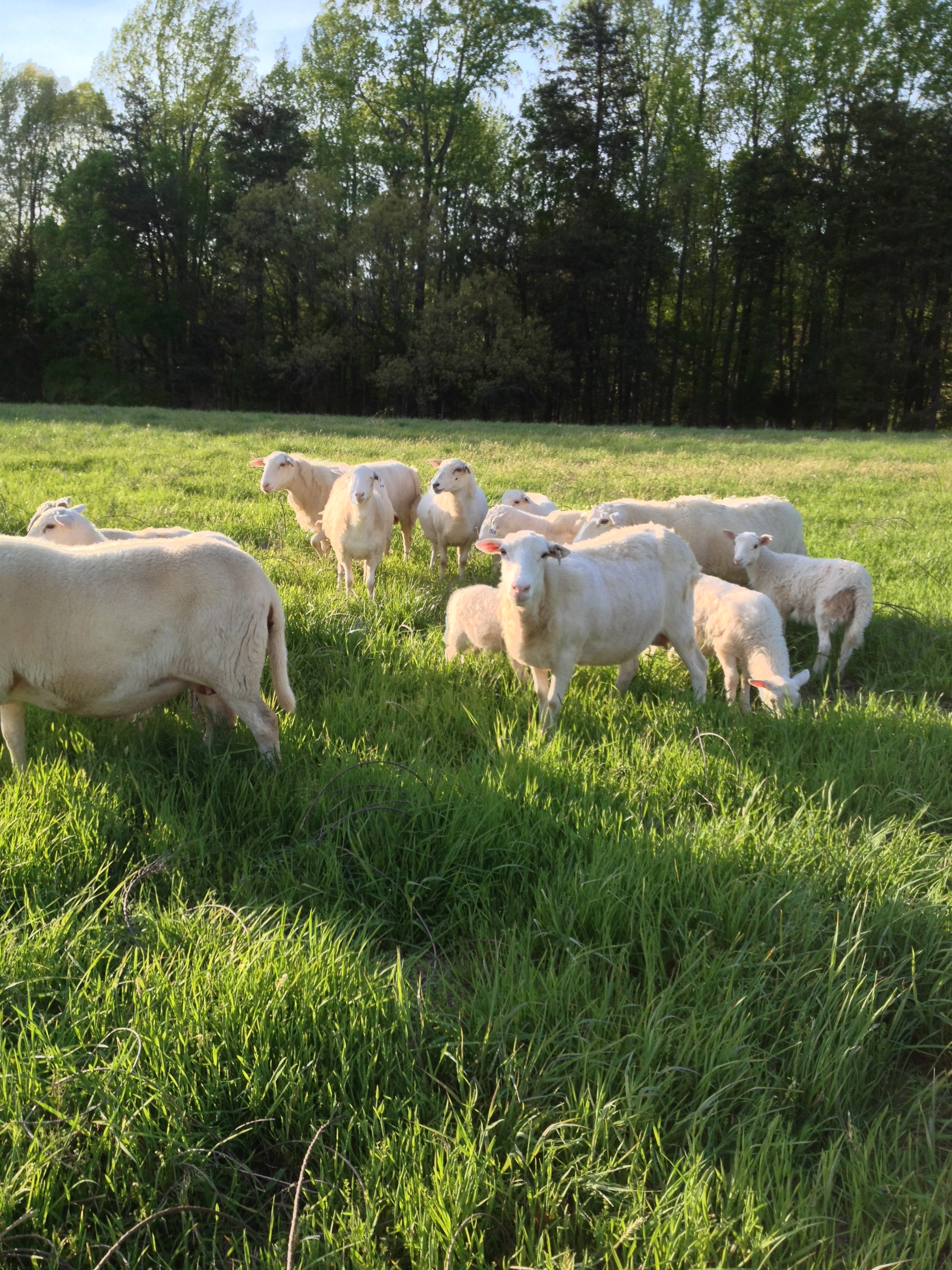 mama ewes and lambs