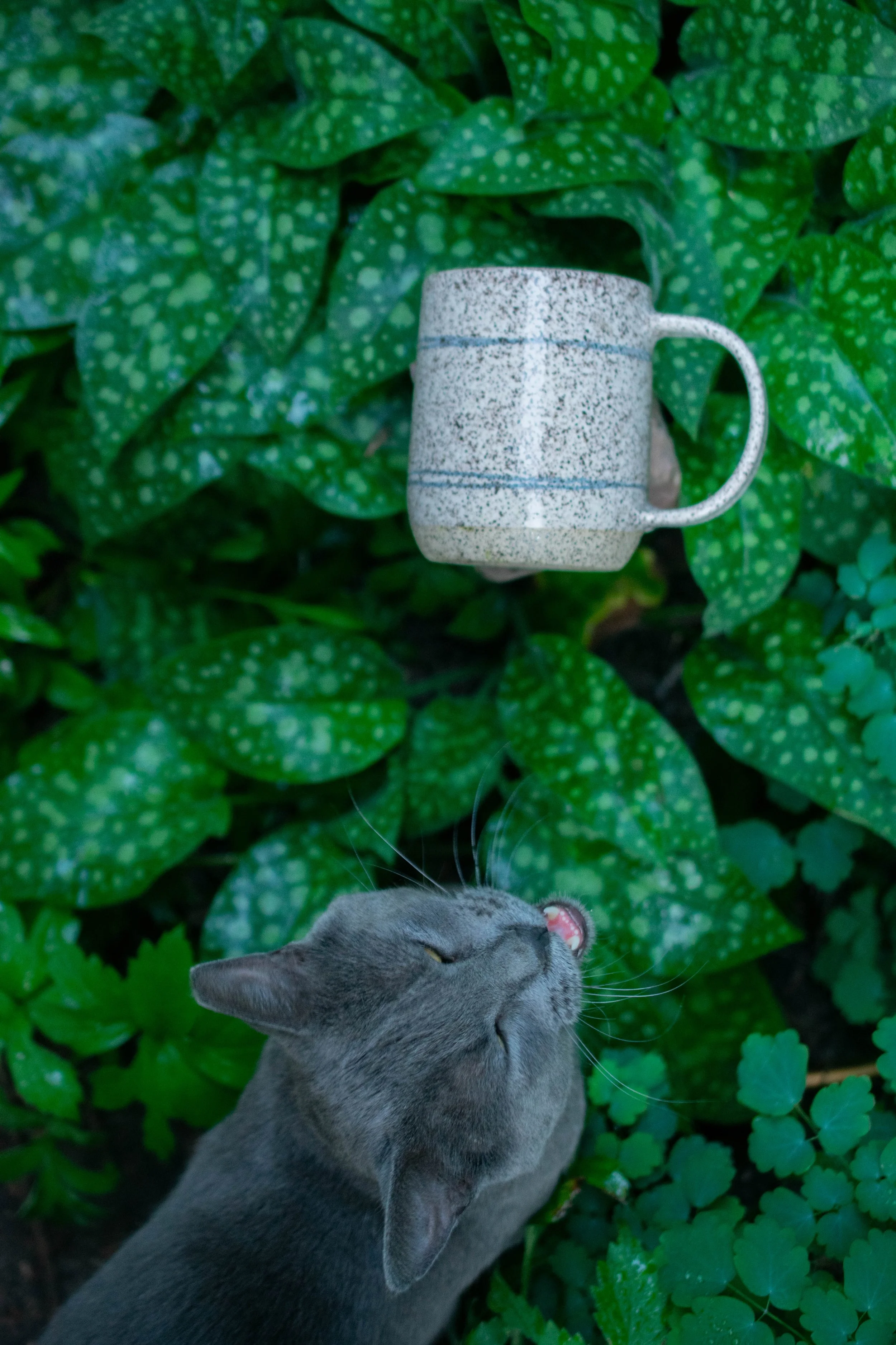 DSC_0534.jpg