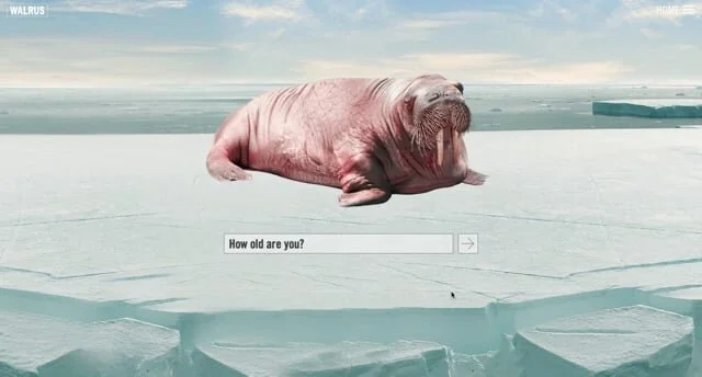 walrusSiteVideo