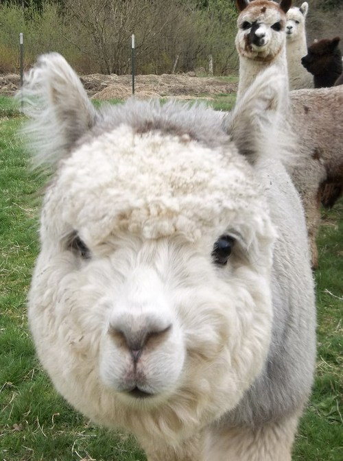Cute Face
