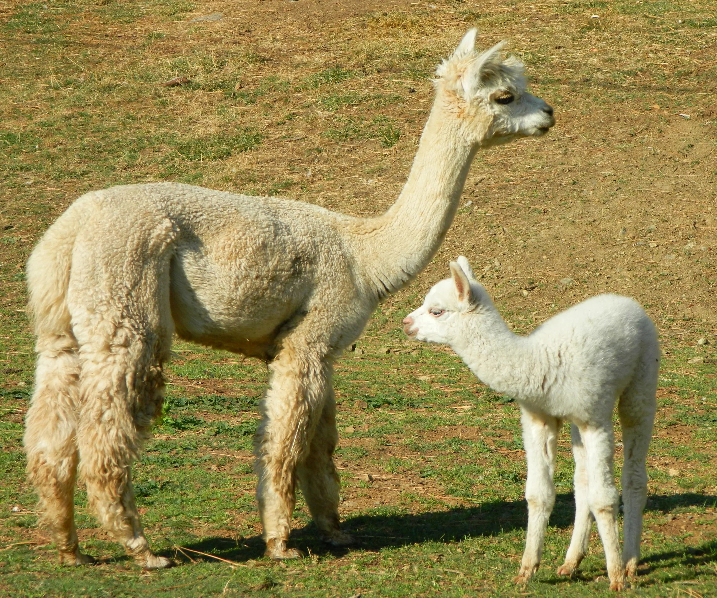 misty and cria.jpg