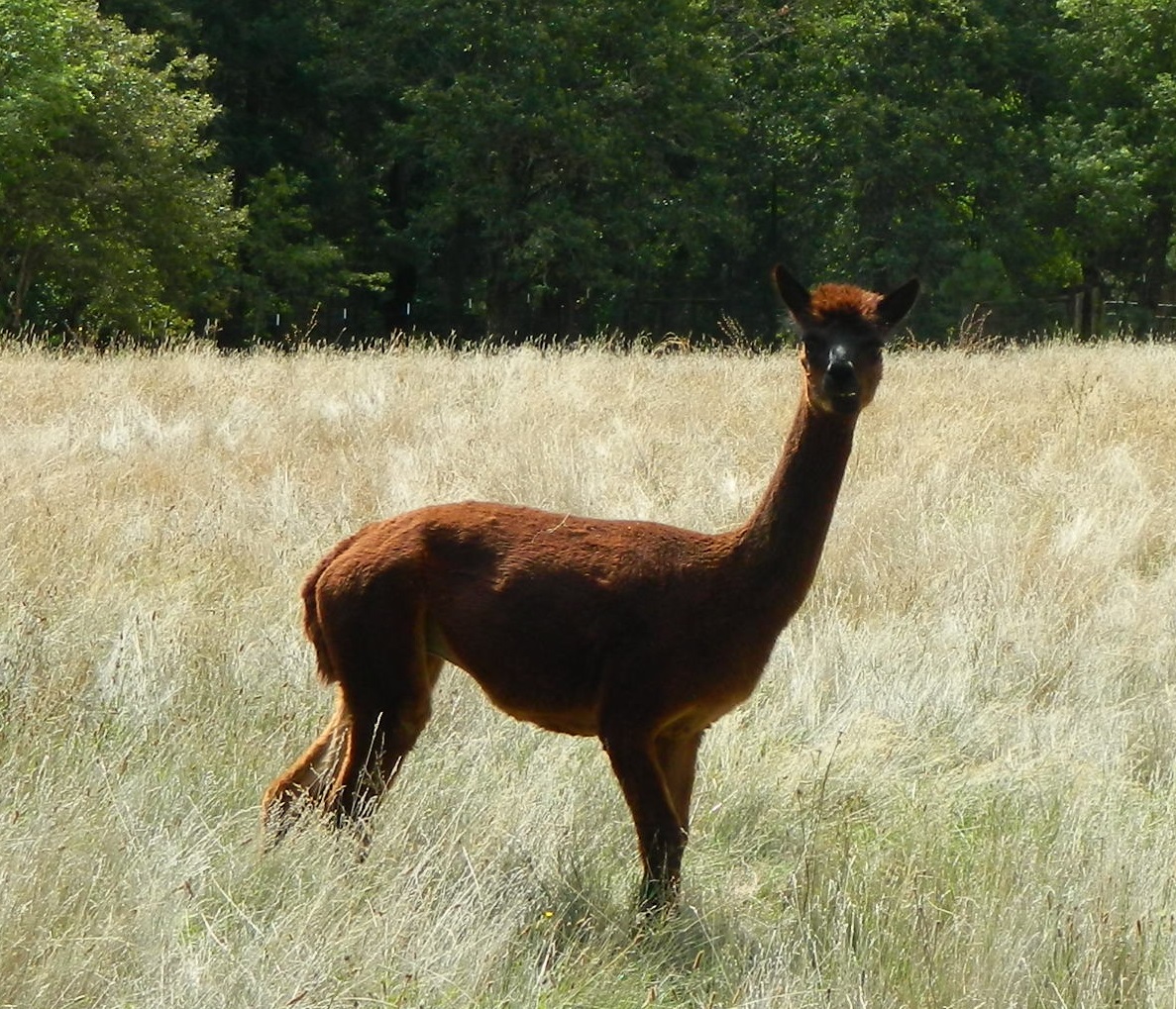 penelope in field.jpg