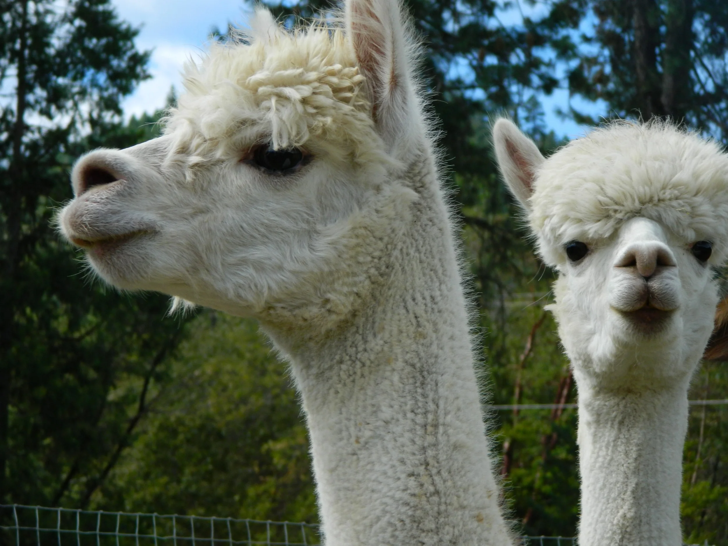 Crissy and Thomasina.jpg