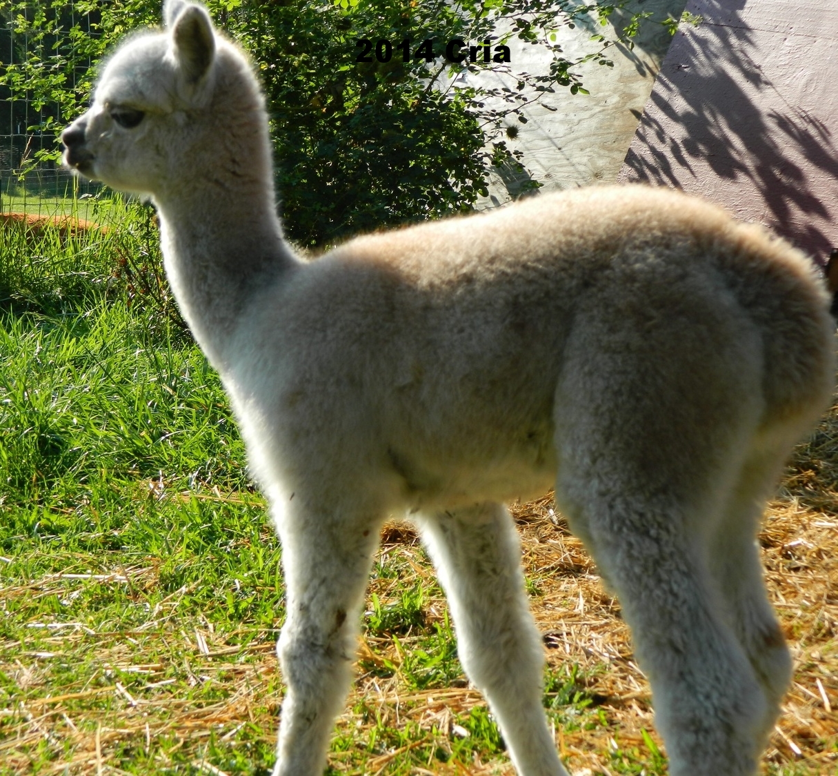 2014 Cria