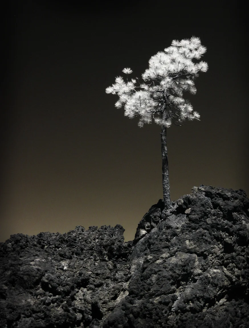 "Trees are the earth's endless effort to speak to the listening heaven." -Rabindranath Tagore Just outside of Bend, Oregon is an amazing site of a volcanic eruption that occurred about 6,000 years ago. To my surprise, the lava that flowed out is still very evident and all around this area is almost completely barren. The lava is still very much just jagged rock and boulders with very little plant life. But there are a few (and I mean very few) small pine trees that are taking a stand and attempting to reclaim the land. This one is literally growing out of a crack in the lava. Shot taken with IR-converted camera.