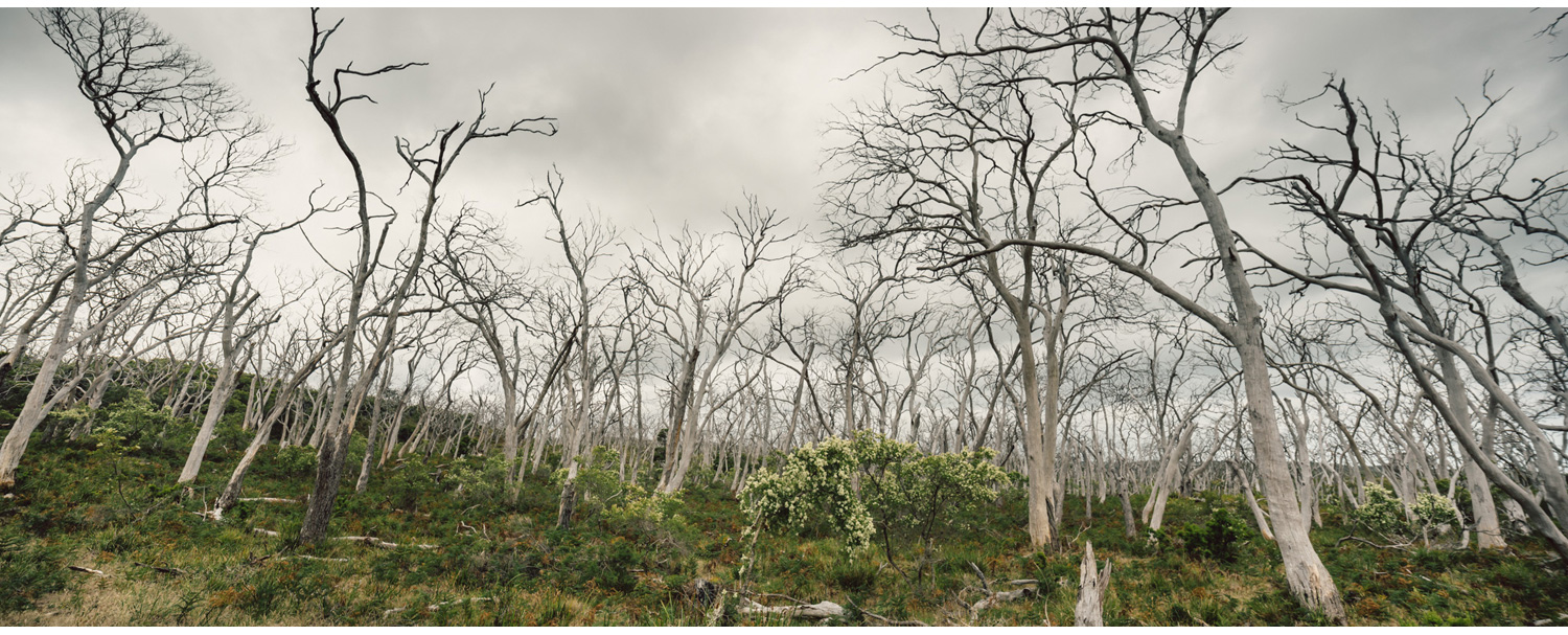 Cape Otway