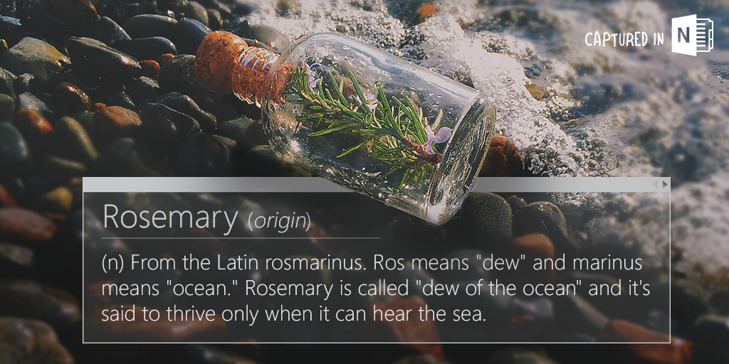 TW_OneNote_October_Etymology_Rosemary.png