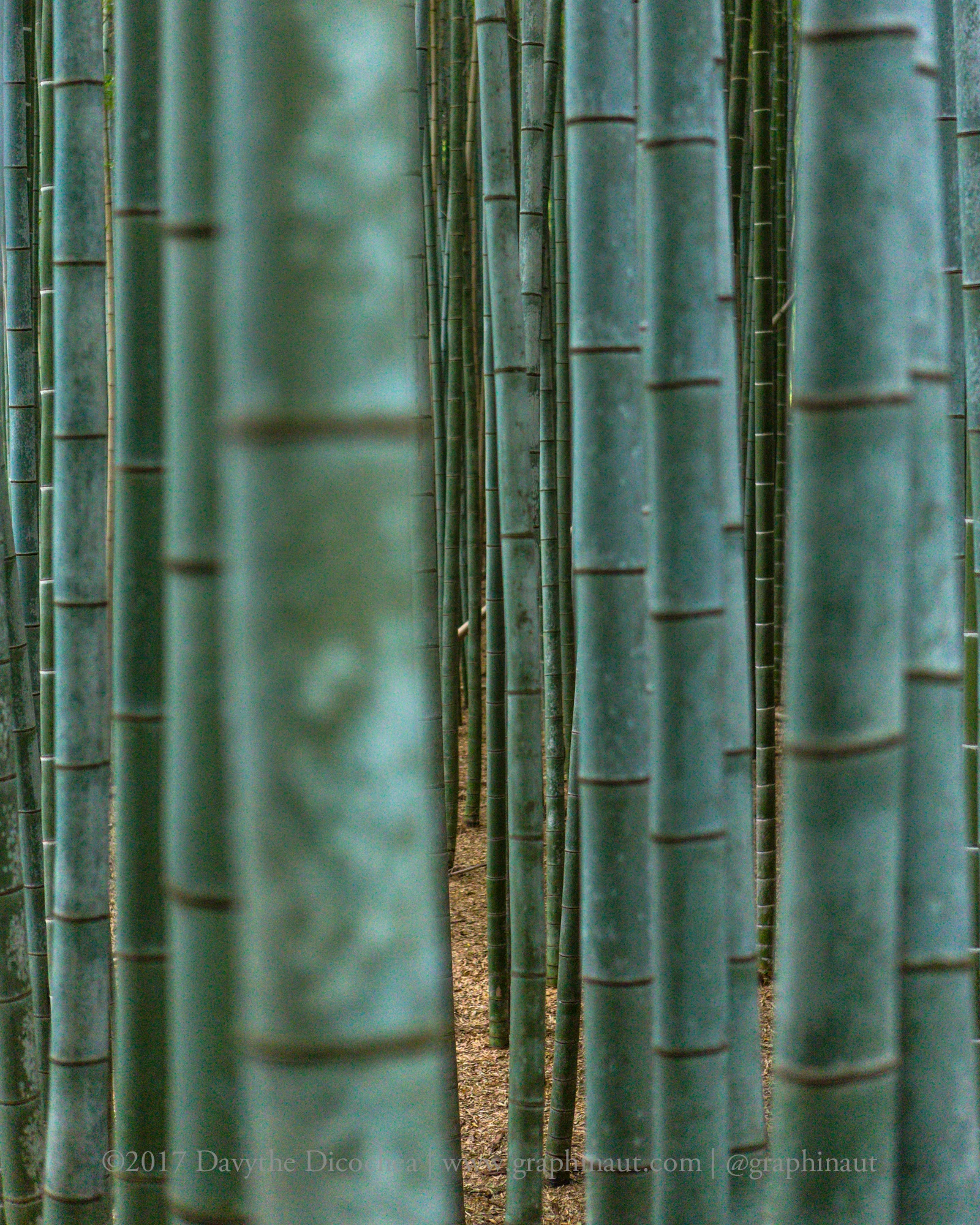 Bamboo Forest, Kyoto