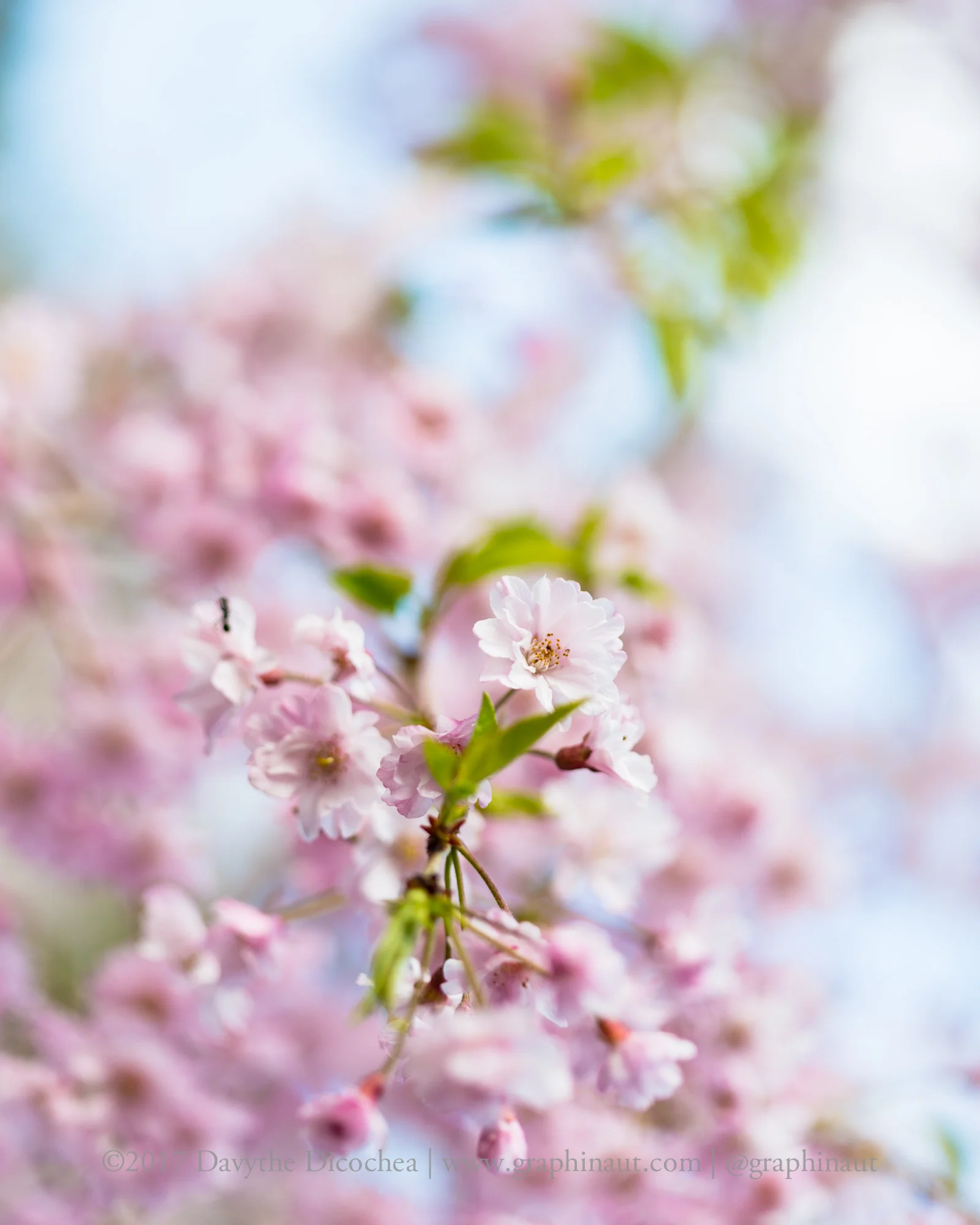 Sakura with Ant, Tokyo