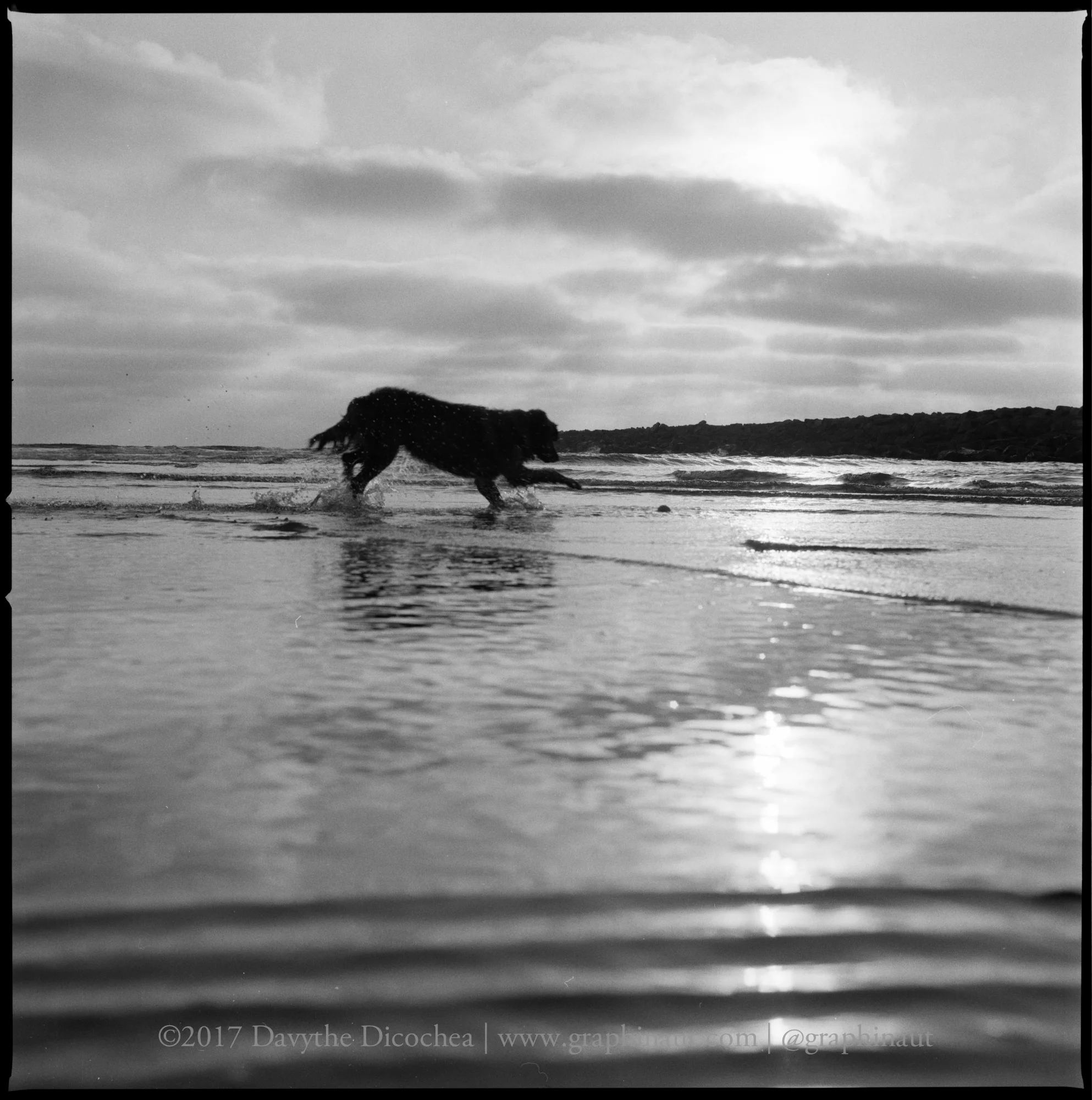 A Dog Playing on the Beach, California