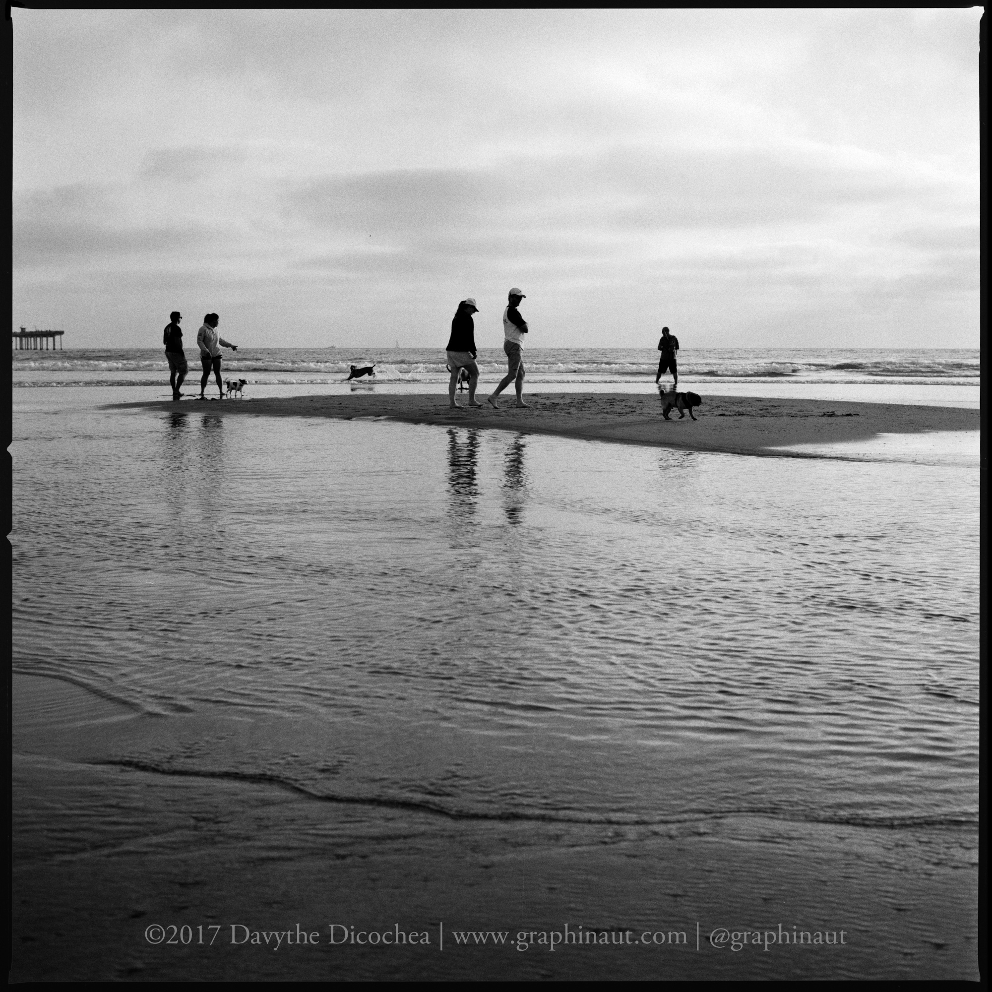 People and Dogs Finding Peace at Low Tide, California