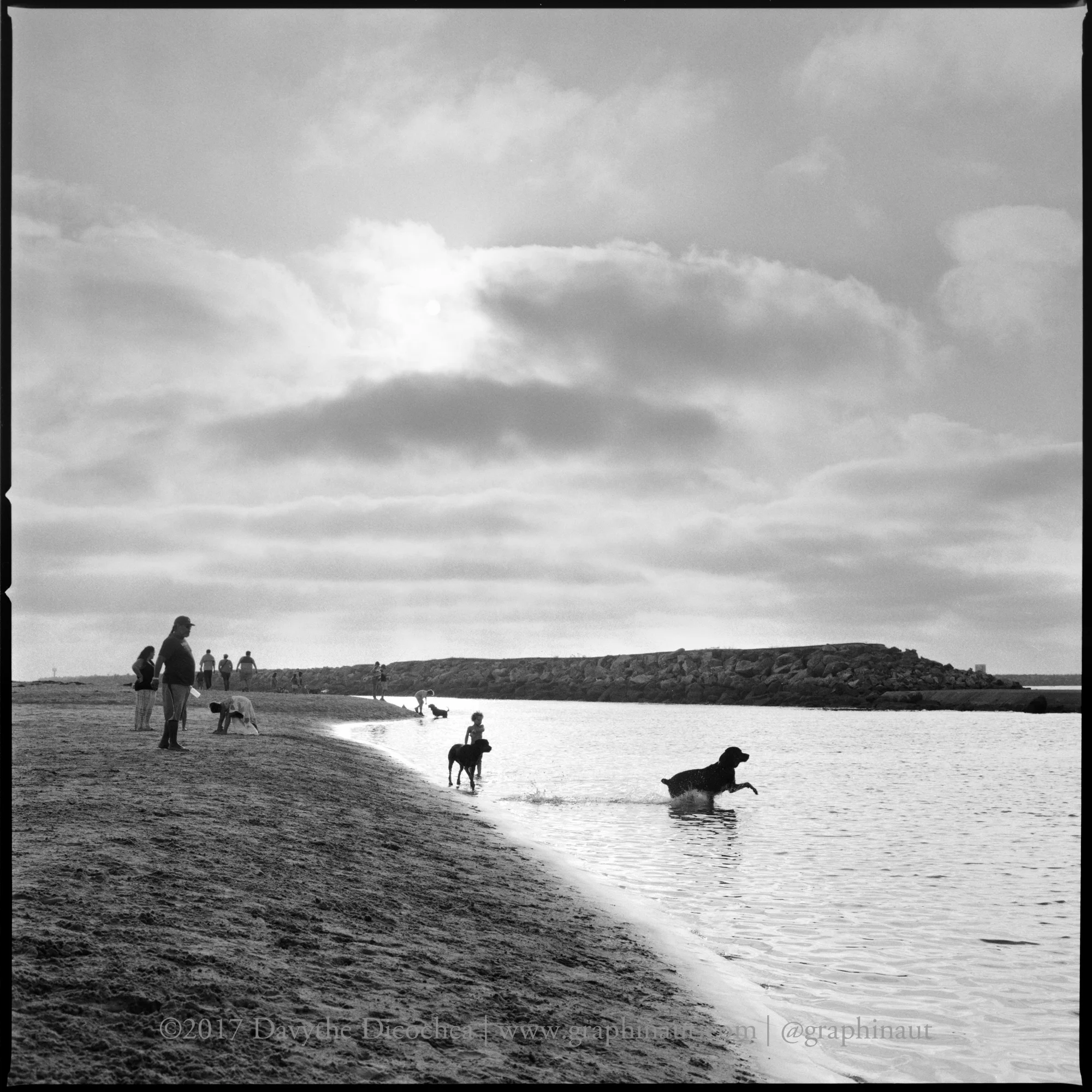 A Dog Playing Fetch, California