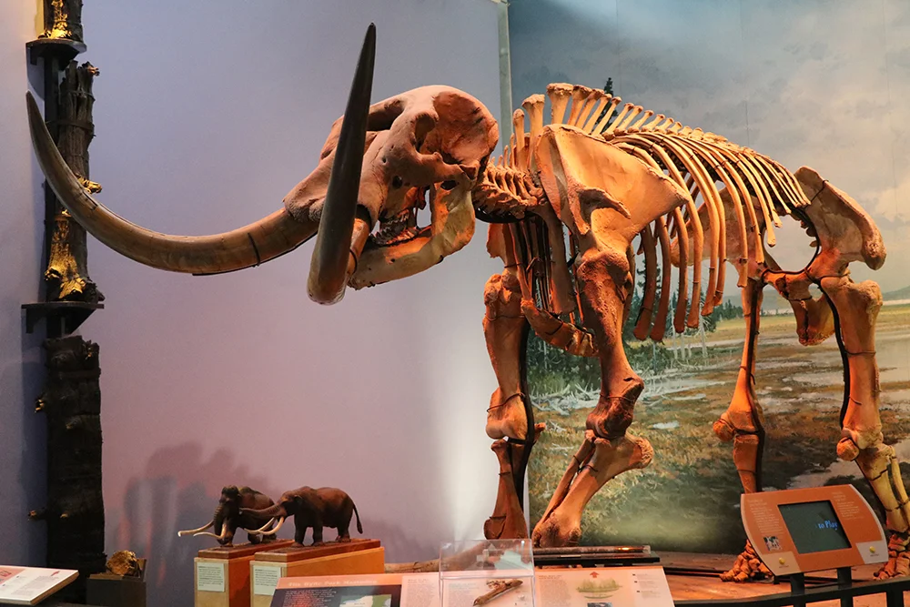 MotE-Mastodon-1000.jpg
