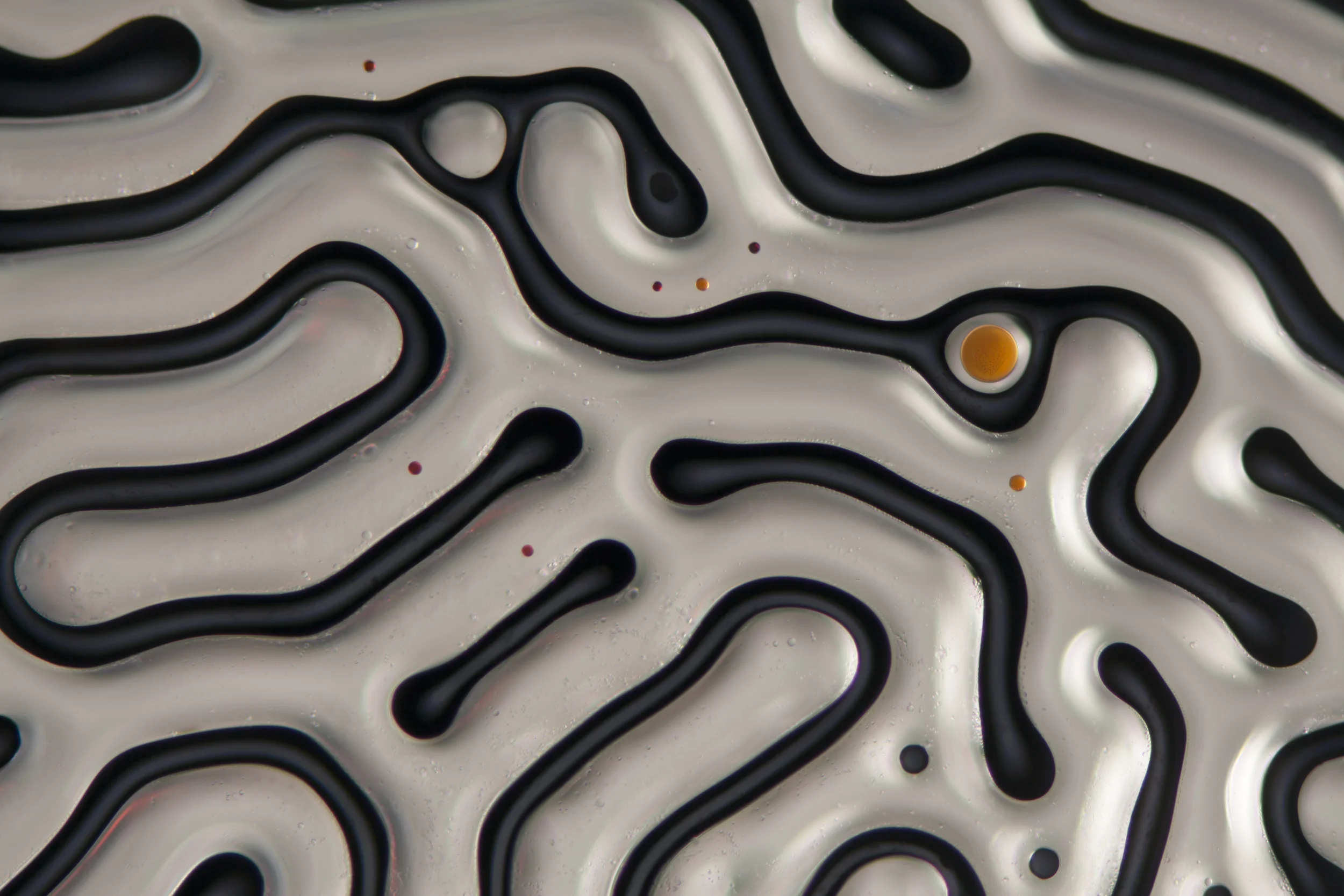 Ferrofluid showing maze like structure under magnetic field