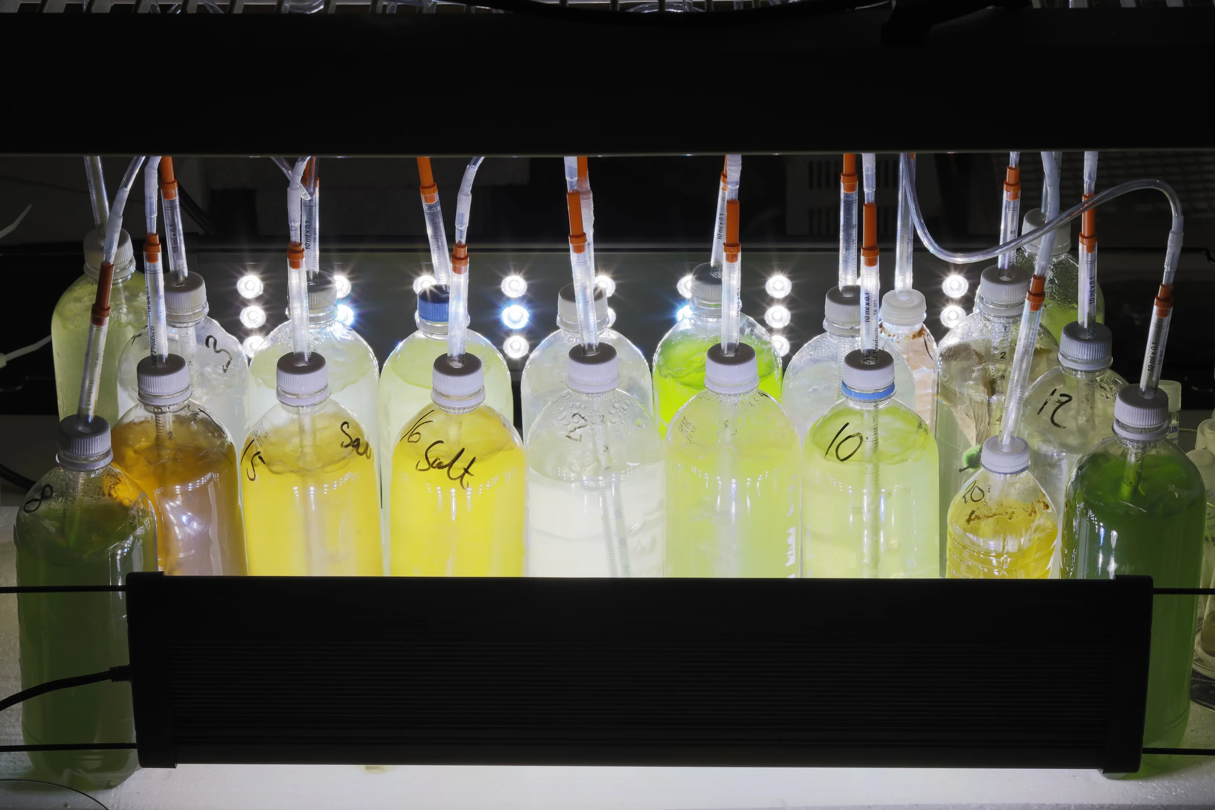 Algae culture for ExxonMobil advertisment