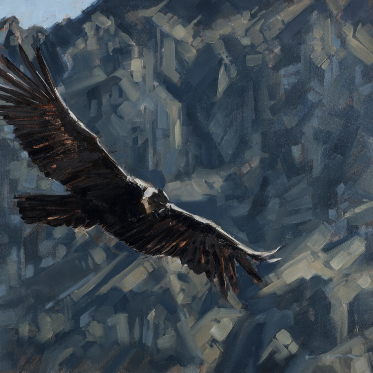  Andean Condor. 2014. Oil. 24 x 24 