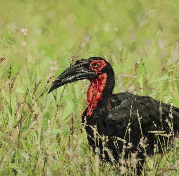 Southern ground hornbill. 2014. Oil. 24 x 24