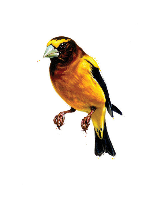  Evening Grosbeak. 2013. Ink. 10" x 8" 