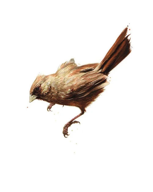 Abert's Towhee. 2013. Ink. 10" x 8"