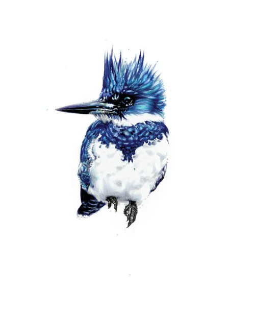 Belted Kingfisher. 2013. Ink. 10" x 8"