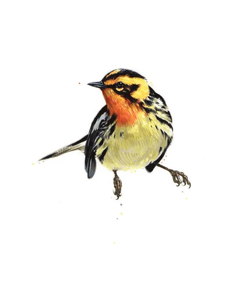 Blackburnian Warbler. 2013. Ink. 10" x 8"