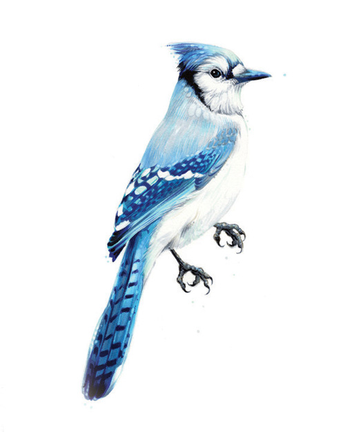  Blue Jay. 2013. Ink. 10" x 8" 