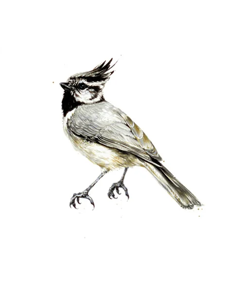 Bridled Titmouse. 2013. Ink. 10" x 8"