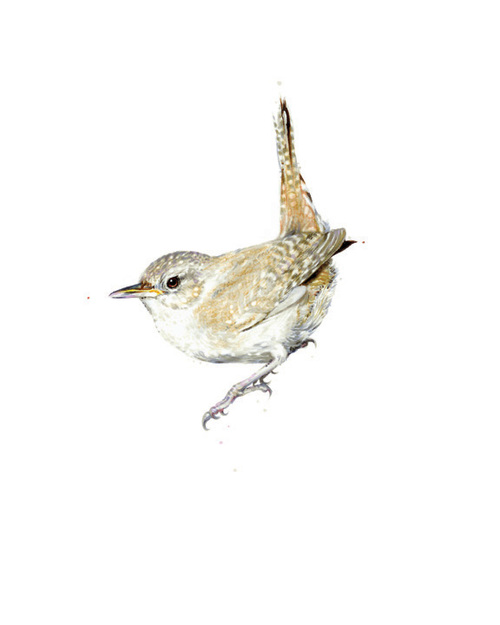 House Wren. 2013. Ink. 10" x 8"