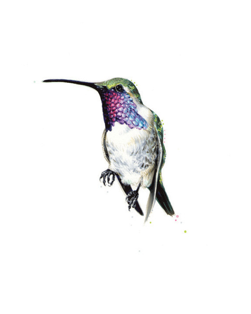  Lucifer Hummingbird. 2013. Ink. 10" x 8" 