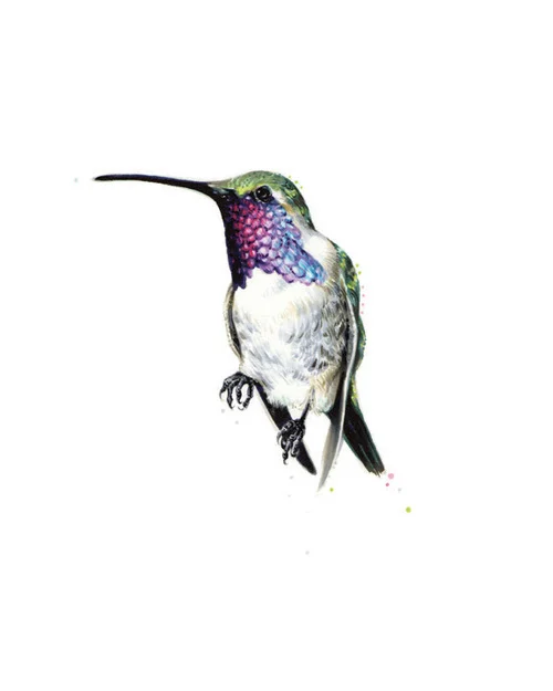Lucifer Hummingbird. 2013. Ink. 10" x 8"