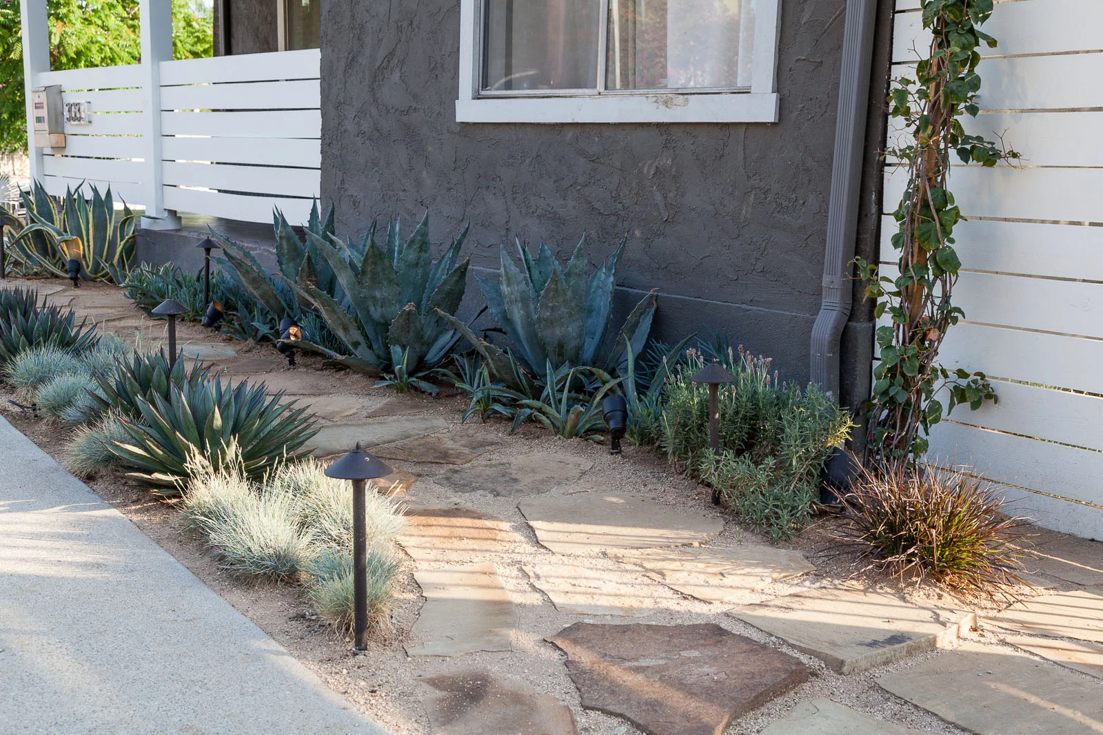AGAVE GARDEN