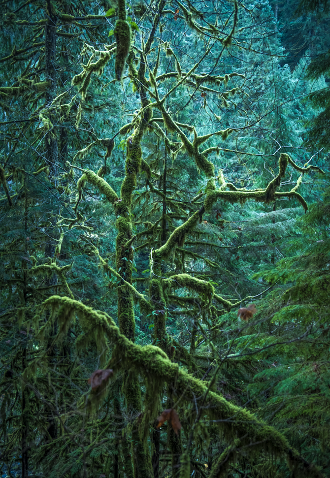 "Avatar"