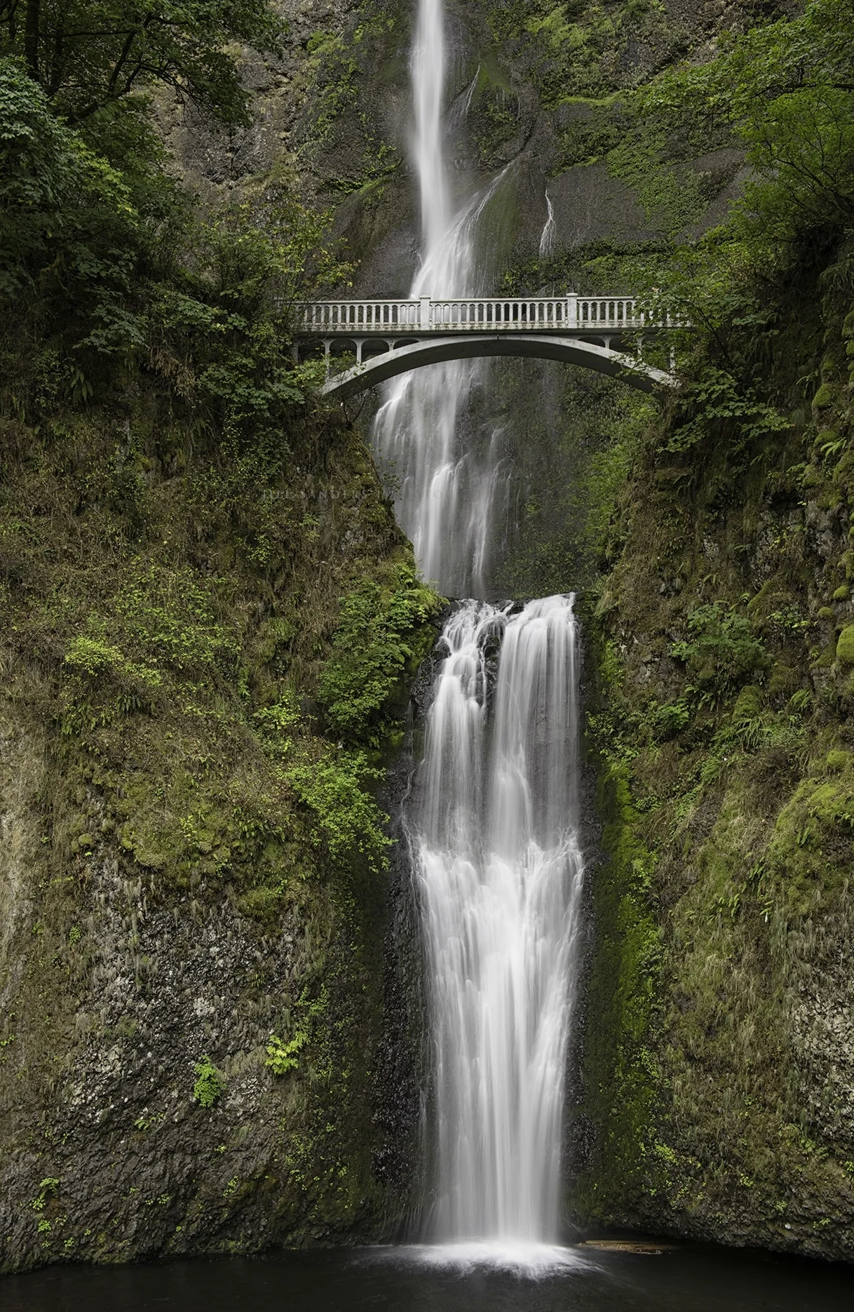 "Multnomah"
