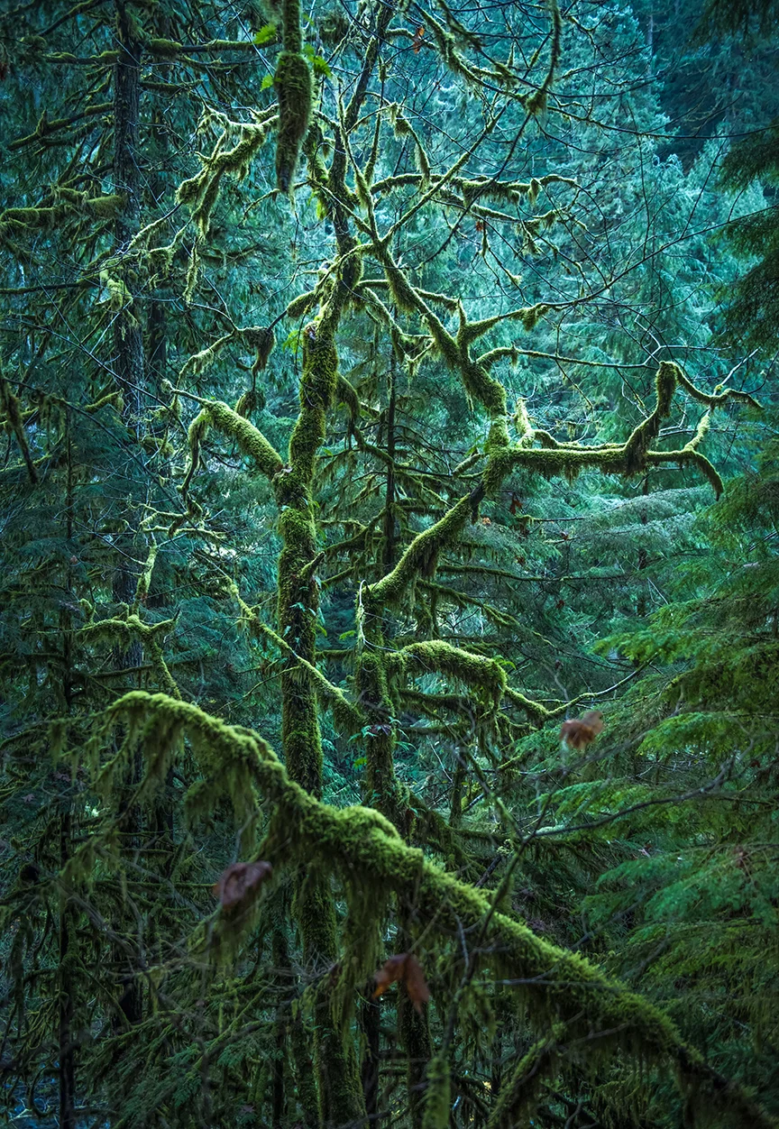 "Avatar"